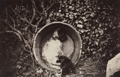Dog and Puppy in Barrel