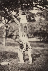 Two Boys Climbing a Tree