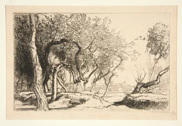 Twisted Trees (Saint-Jean-de-Monts)