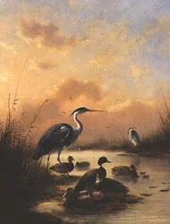 A Family of Mallard and Two Herons