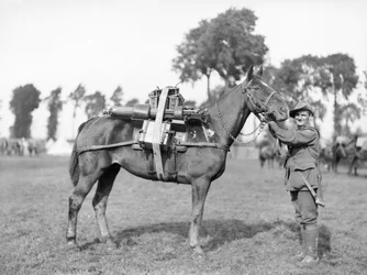An Australian soldier with a pack horse loaded with a machine gun at the Australian Pack Training School at Morbecque, 29 August 1917