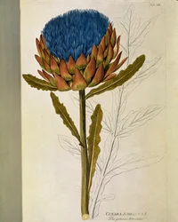Botanical: Artichoke (Cynara scolymus)