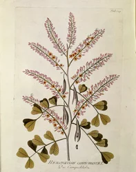 Botanical: 