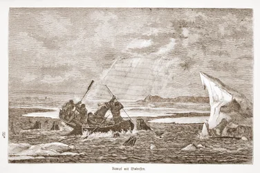 Fight with Walrus, 1876