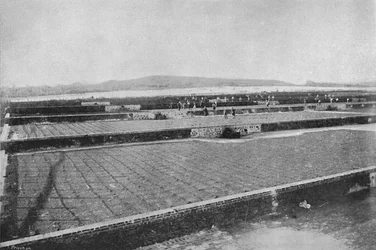Drying Coffee, 1895