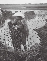 Japan: Rice Harvest near Niigata