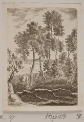 Forest Scene