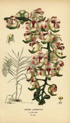 Aerides Lawrenceae Orchid. Endangered. Chromolithograph from an Illustration by B. Herincq from Edward Step
