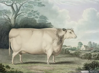 The Habertoft Short Horned Prize Cow, engraved by C. Hunt, 1842