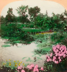 Lily Pond, Tower Grove Park, St. Louis, Mo., U.S.A.