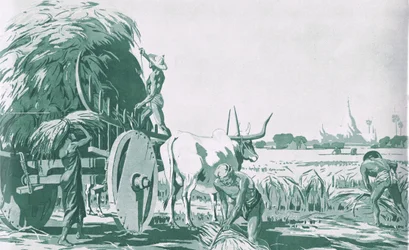A paddy field in Burma, from MacMillan school posters, c.1950-60s