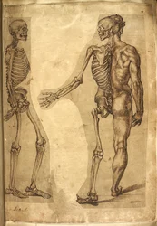 Human Skeleton and Half Figure, from Various Anatomical Drawings of Men and Animals
