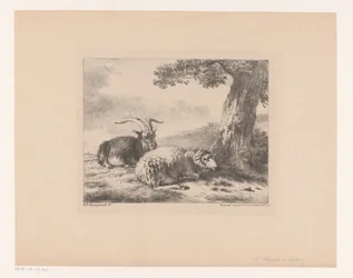 Goat and Sheep