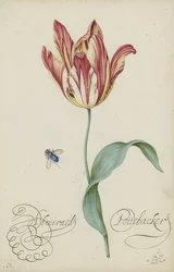 Study of a Tulip and a Fly