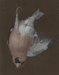 A Rose-Breasted Finch Hanging from a Nail