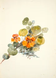 Nasturtiums