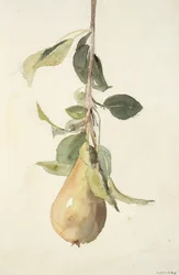 Pear