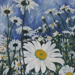 White Daisy Field
