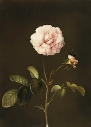 A Gallica Rose with a Bumblebee