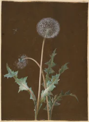 Dandelion