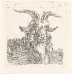 Head of a Goat