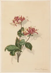 Branch of Wild Honeysuckle (Lonicera periclymenum)