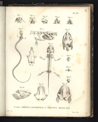 Sceleta Strenis Lacertinae et Protei Mexicani, plate XIV, Osteology of sirenomelia and axolotl