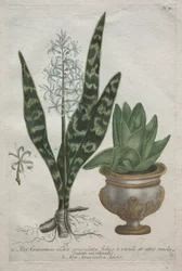 Aloes