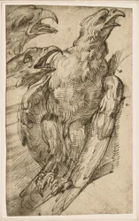 Study of an Eagle