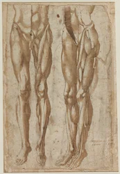 Two Studies of a Flayed Man (recto) Study of a Flayed Torso (verso)