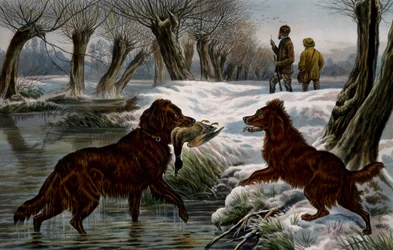 Wild duck hunting