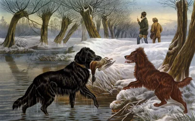 Wild duck hunting