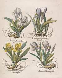 Chamaeiris Flore