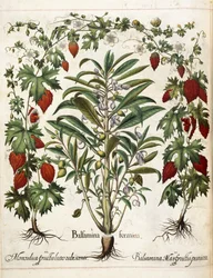 Fruit Plants, from 