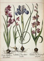 Gladiolus and Iris, from Hortus Eystettensis