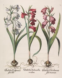 Gladiolus Italicus with Red Flowers