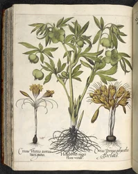 Helleborus niger, Illustration from 