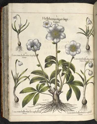 Helleborus niger, Illustration from 