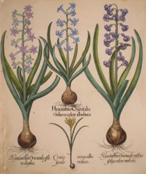 Hyacinthus orientalis floreduplici, Hyacinthus orientalis violaceo albislienis, Crocus vernus albus fundo violaceo, Hyacinthus orientalis reflexis folys colore violaceo