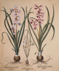 Hyacinthus orientalis mixtus, Ornithogalum minus, Hyacinthus orientalis variegatus