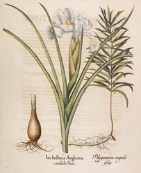 Iris bulbosa Anglicana