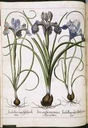 Iris, from Hortus Eystettensis