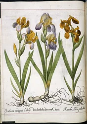 Iris, from 