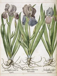 Iris, from 