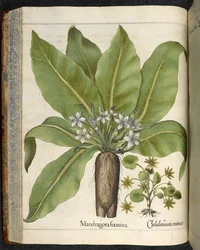 Mandrake Mandragora foemina, illustration from 