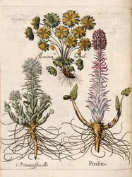 Petasites, from 
