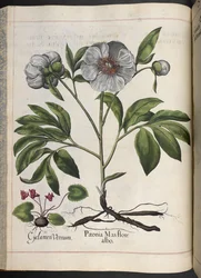Plate 106: Cyclamen Vernum, Paonia Mas Flore Albo, from Hortus Eystettensis, by Basilius Besler