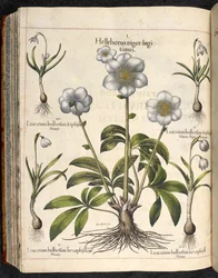 Plate 29: Helleborus niger, Hortus Eystettensis, Basilius Besler