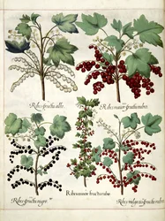 Red and blackcurrant plants, from 