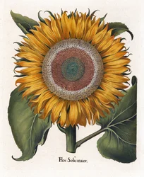 The Common Sunflower